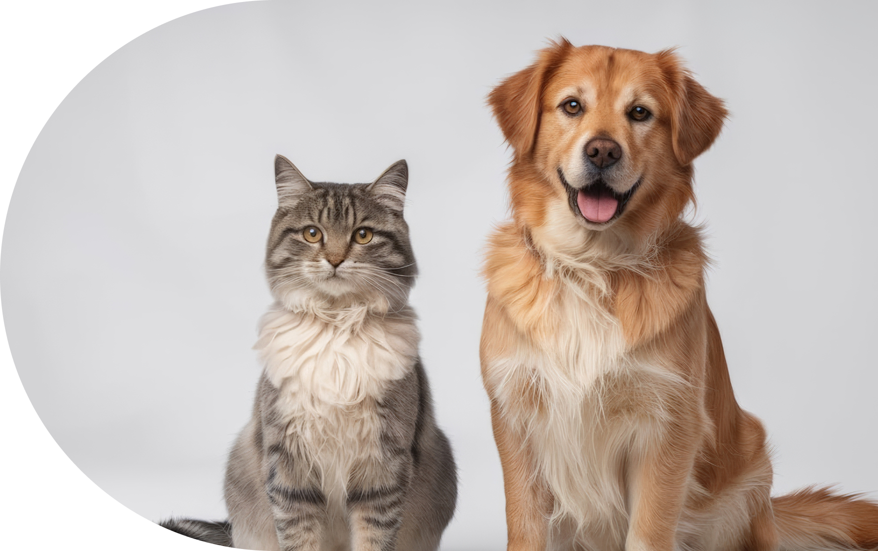 강아지와 고양이