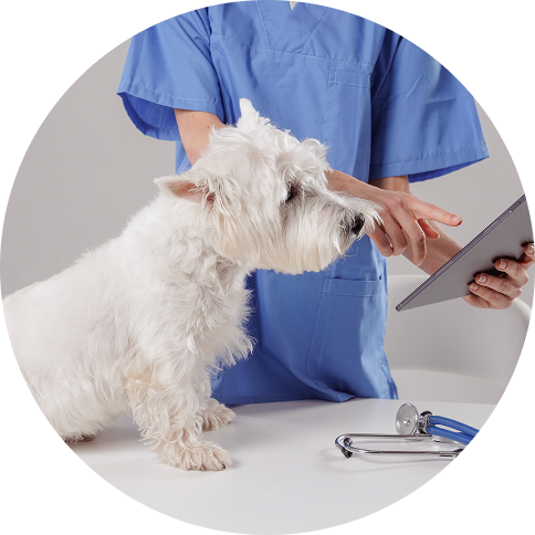 알레르기 VS 불내증