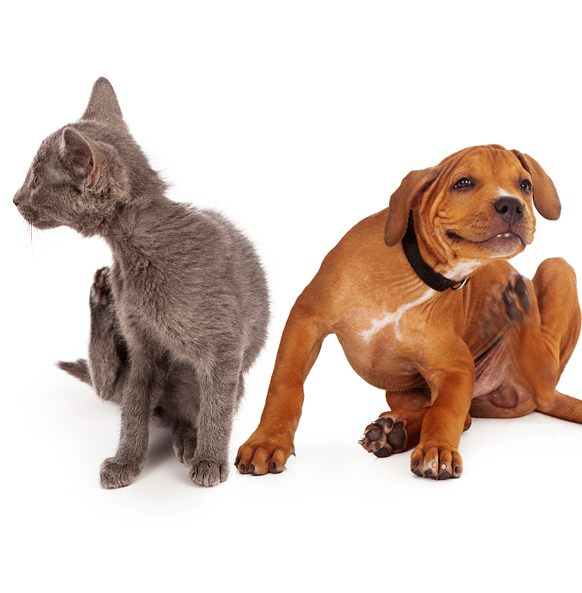 강아지와 고양이