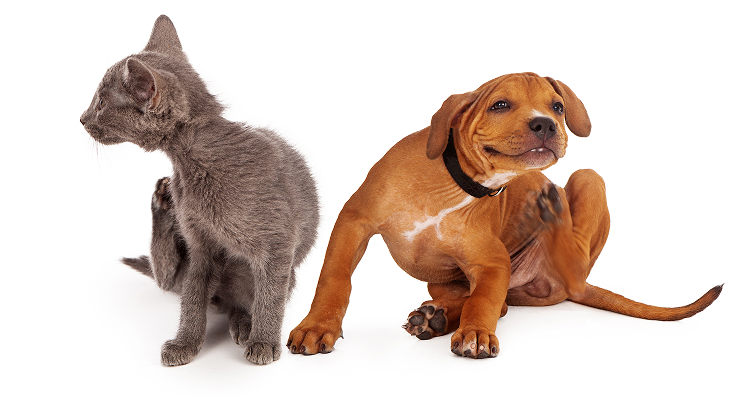 강아지와 고양이