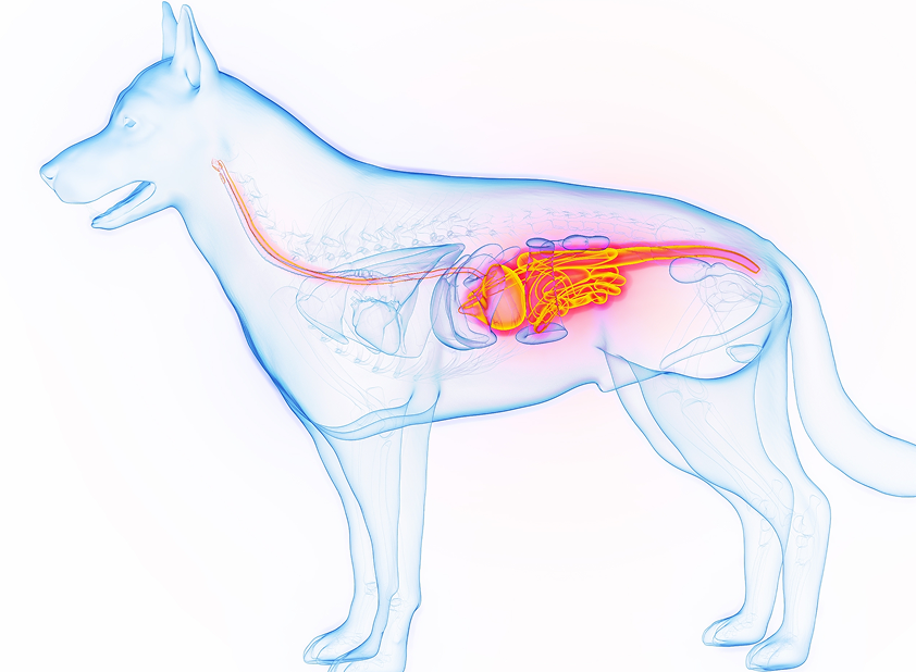 강아지 소화기계 일러스트