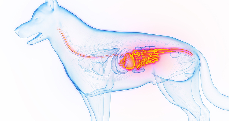 강아지 소화기계 일러스트